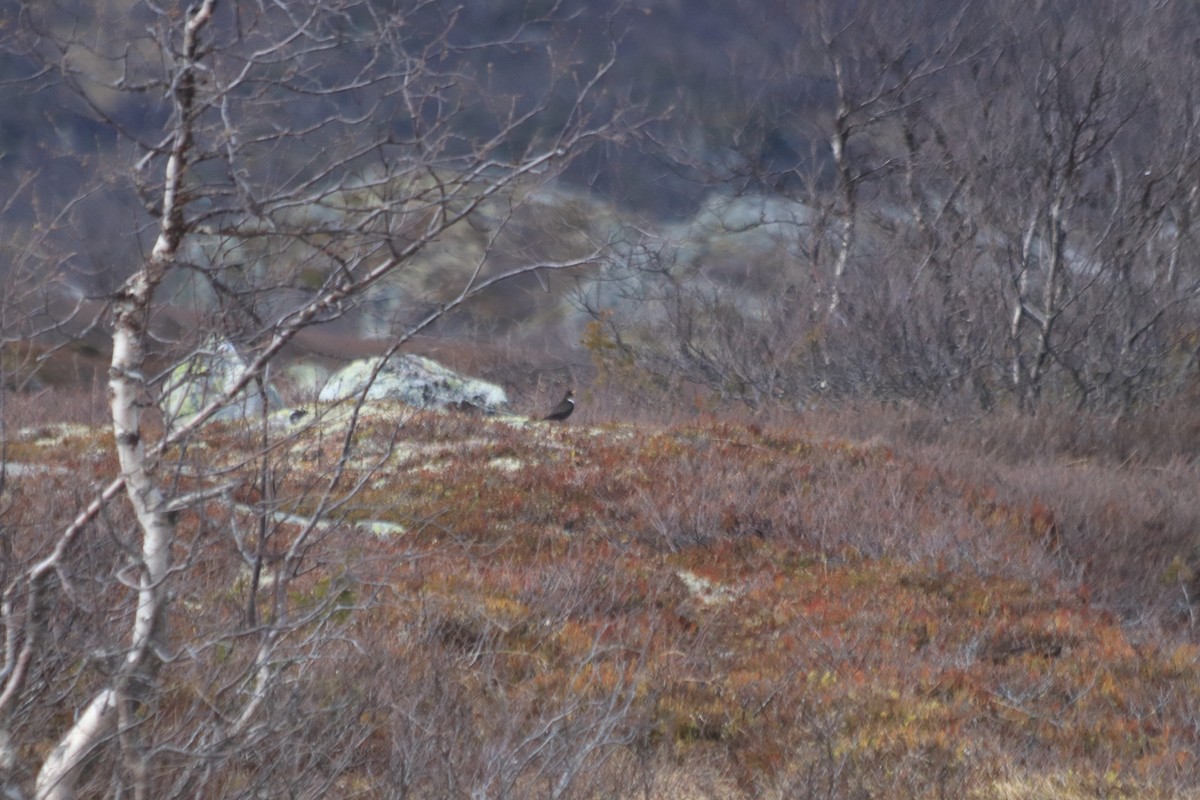 Ring Ouzel - ML636008934