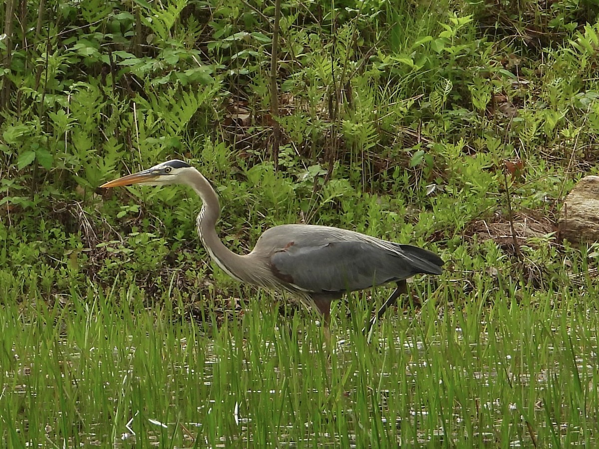 Great Blue Heron - ML636008935