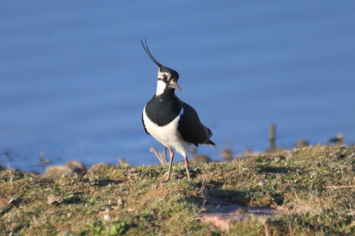 Northern Lapwing - ML636008971