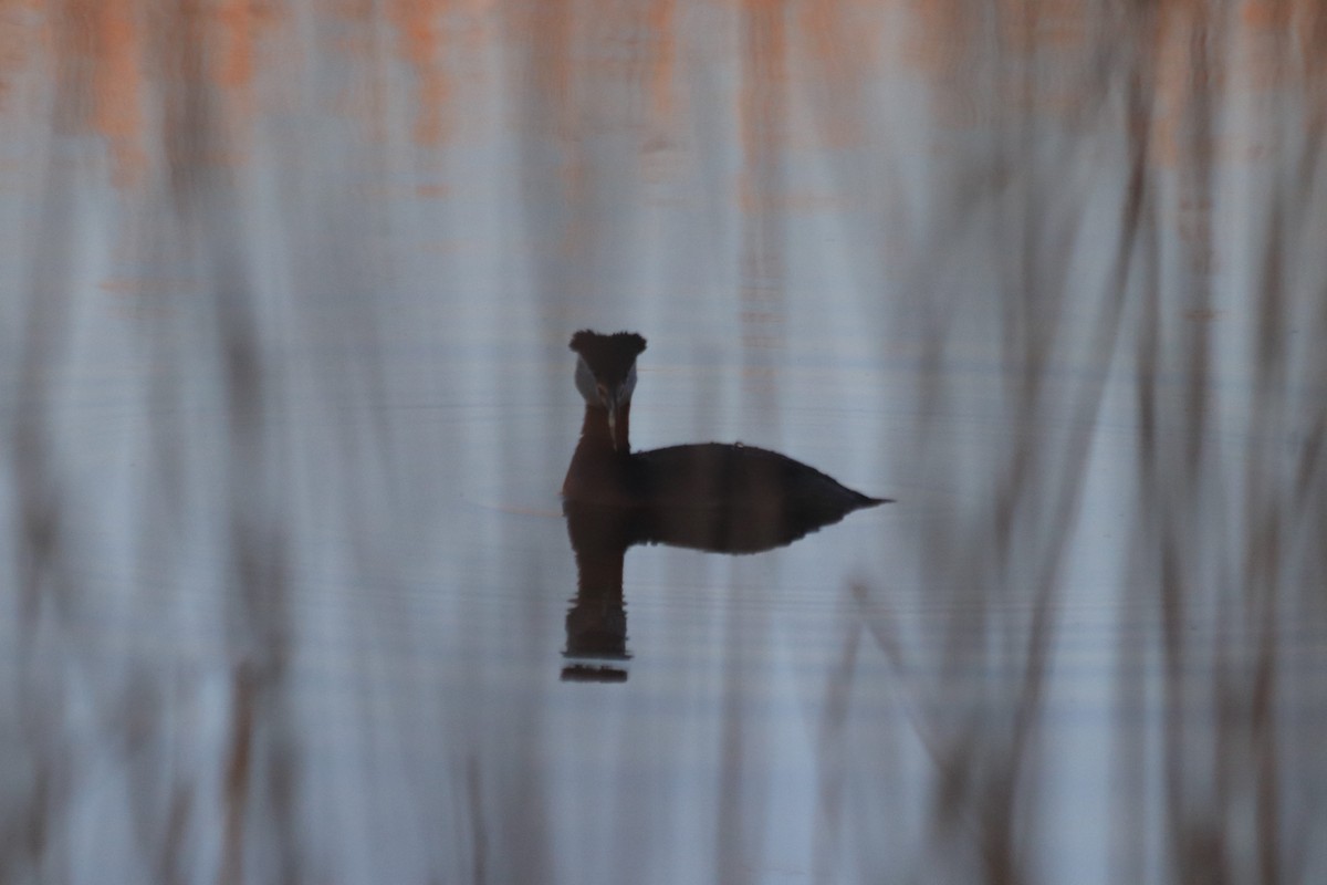 Red-necked Grebe - ML636008995