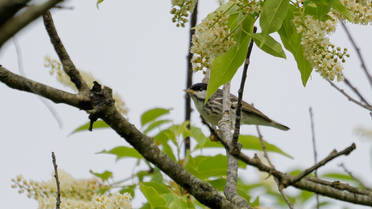 Blackpoll Warbler - ML636009021