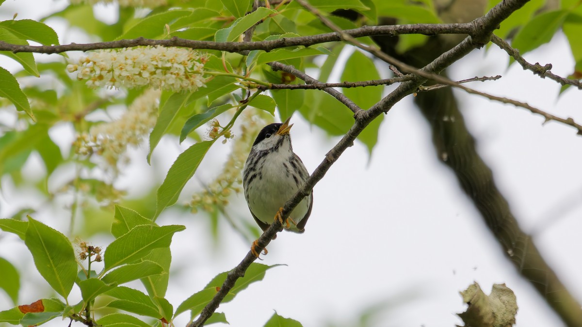 Blackpoll Warbler - ML636009045