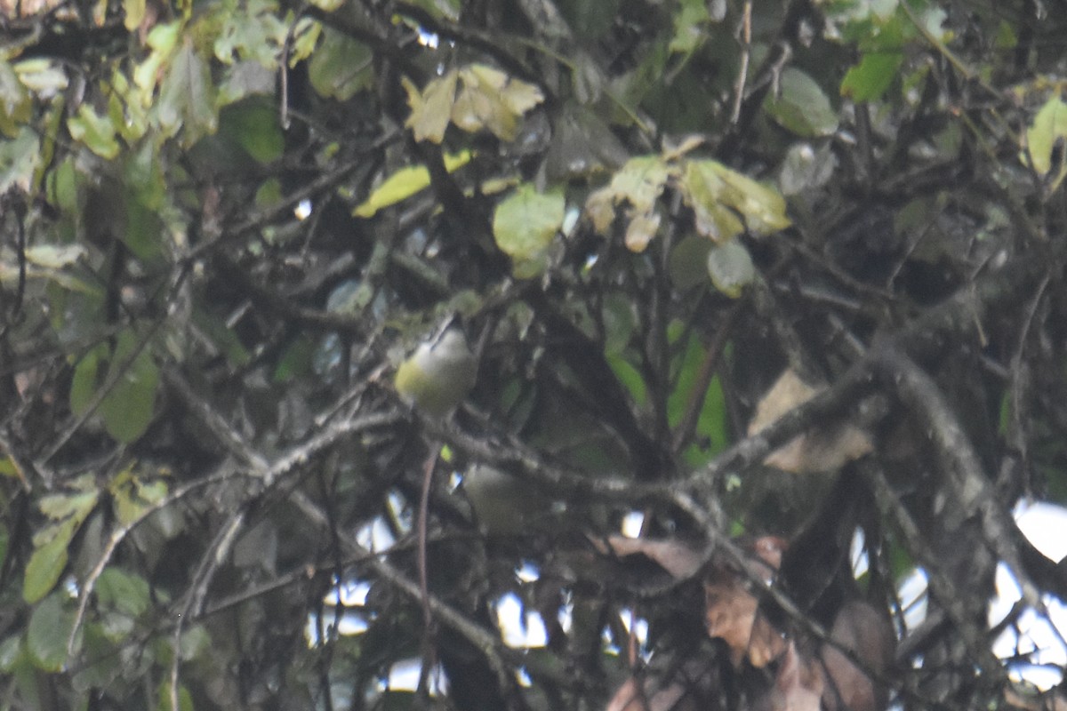 Yellow-rumped Tinkerbird (Yellow-rumped) - ML636009052