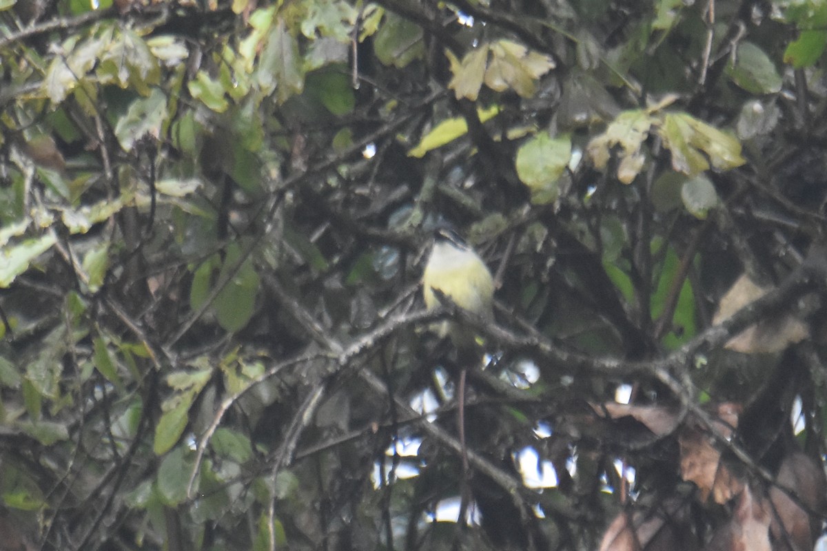 Yellow-rumped Tinkerbird (Yellow-rumped) - ML636009053