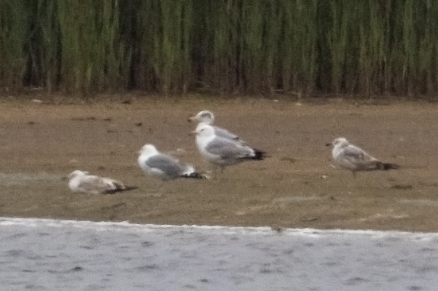 Pallas's Gull - ML636009098
