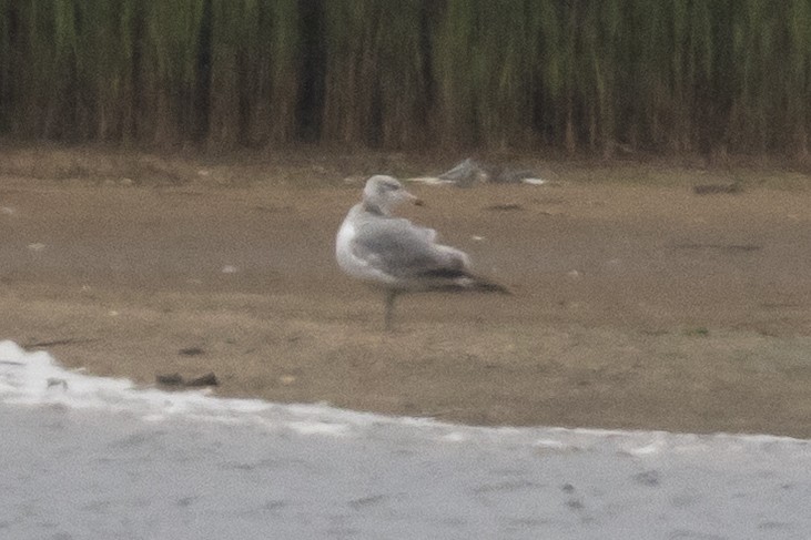 Pallas's Gull - ML636009099