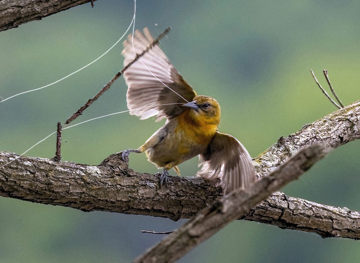 trupiál baltimorský - ML636009128