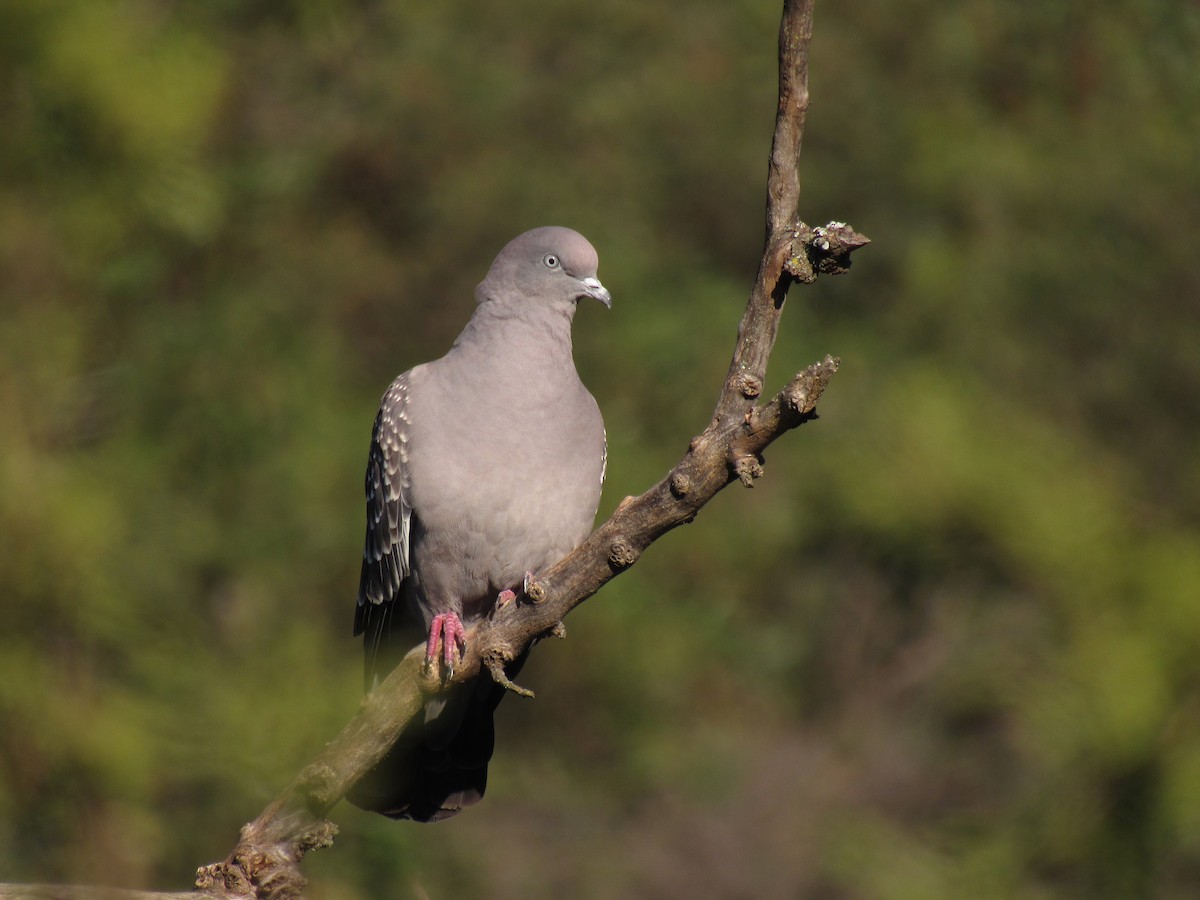 Spot-winged Pigeon - ML636009144