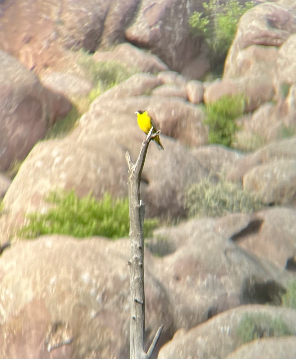 Black-headed Bunting - ML636009146