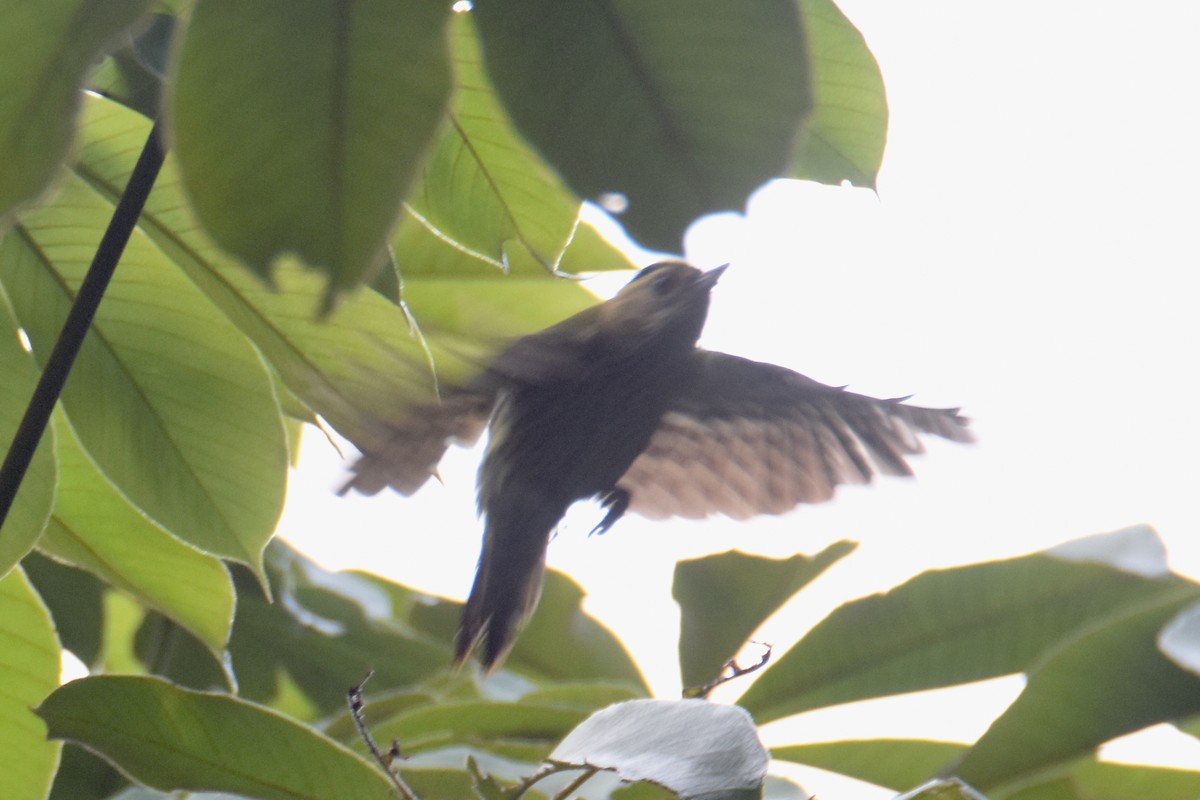 Elliot's Woodpecker (Elliot's) - ML636009155