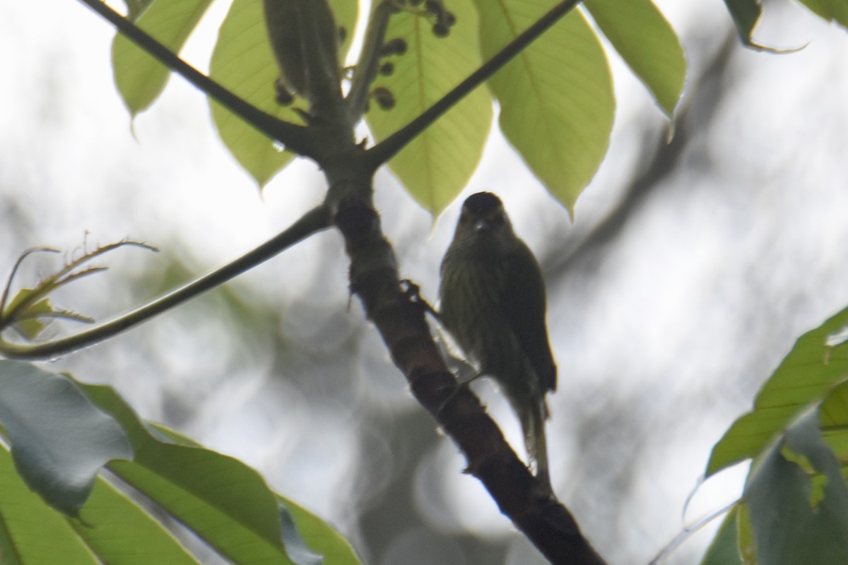 Elliot's Woodpecker (Elliot's) - ML636009158