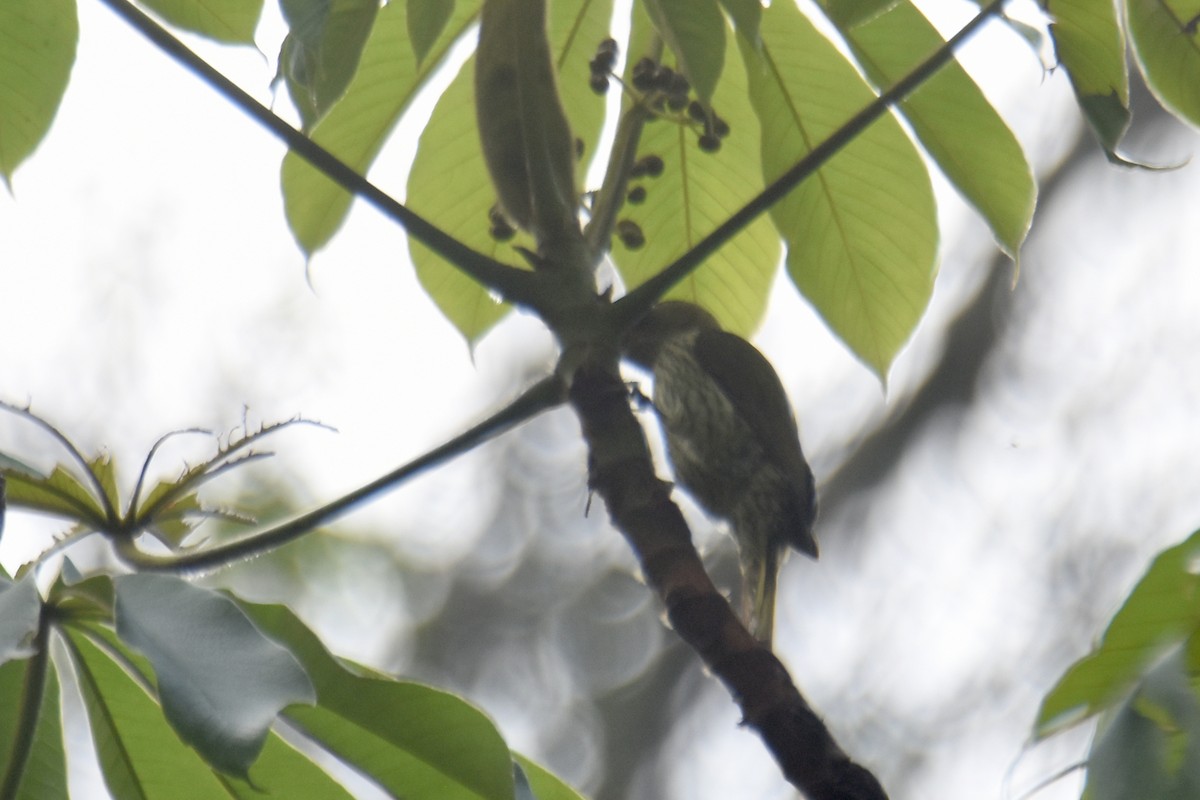 Elliot's Woodpecker (Elliot's) - ML636009159