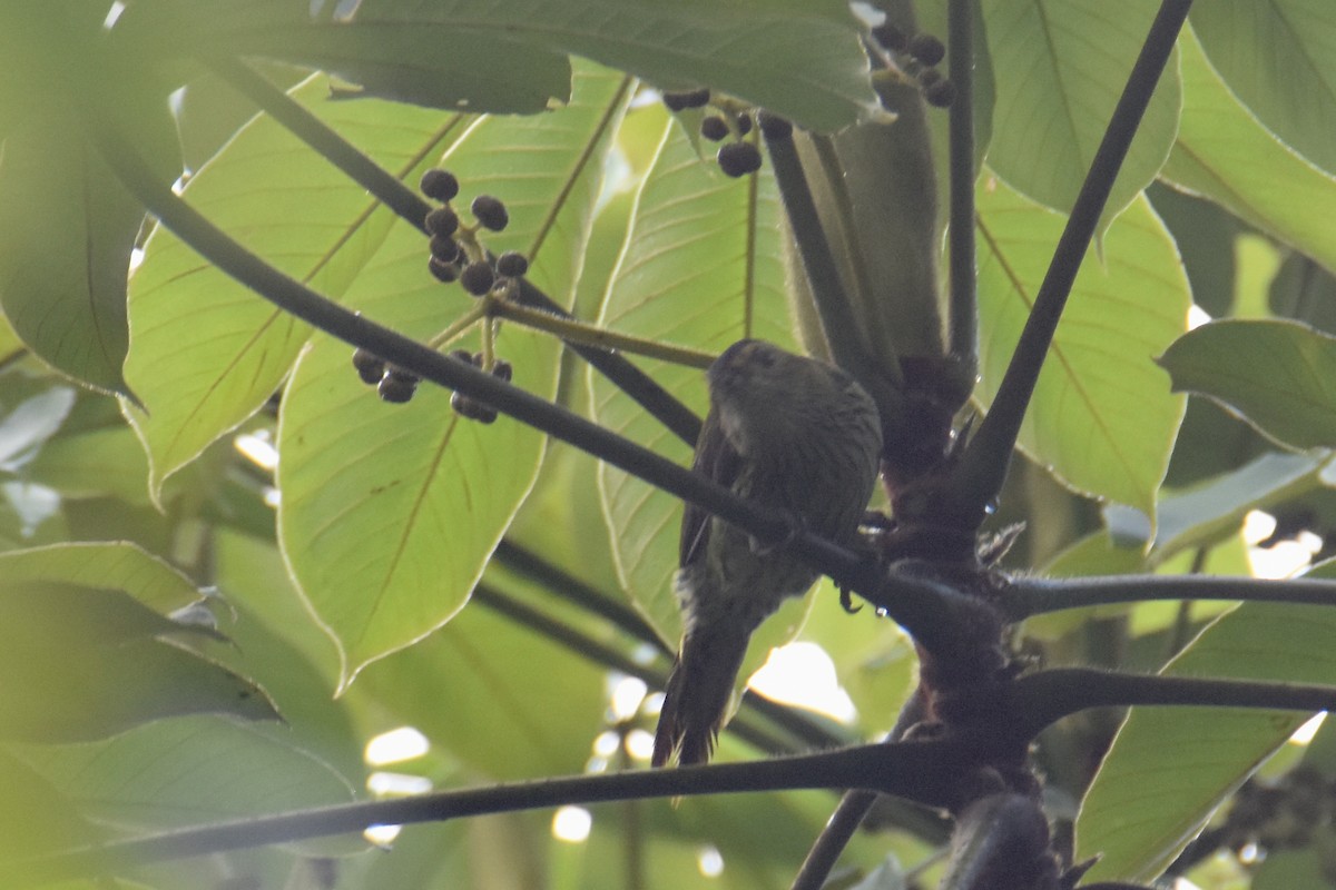 Elliot's Woodpecker (Elliot's) - ML636009161