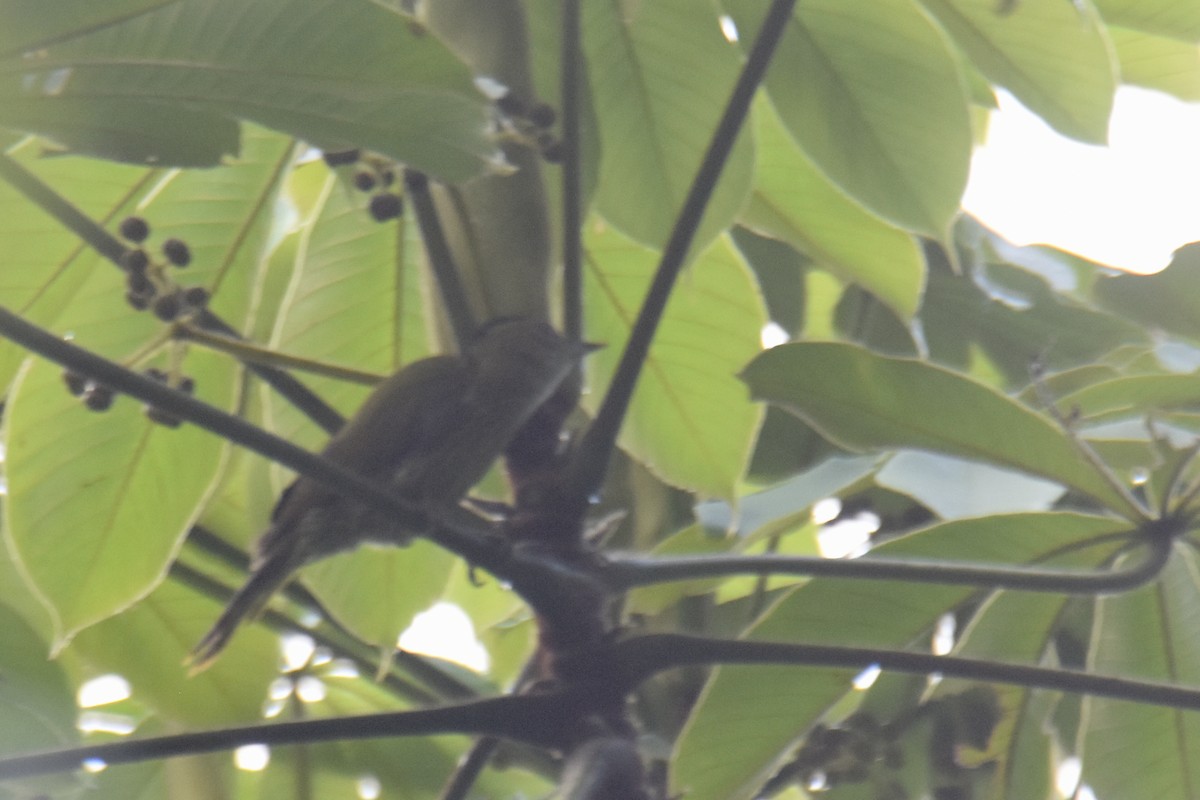 Elliot's Woodpecker (Elliot's) - ML636009162