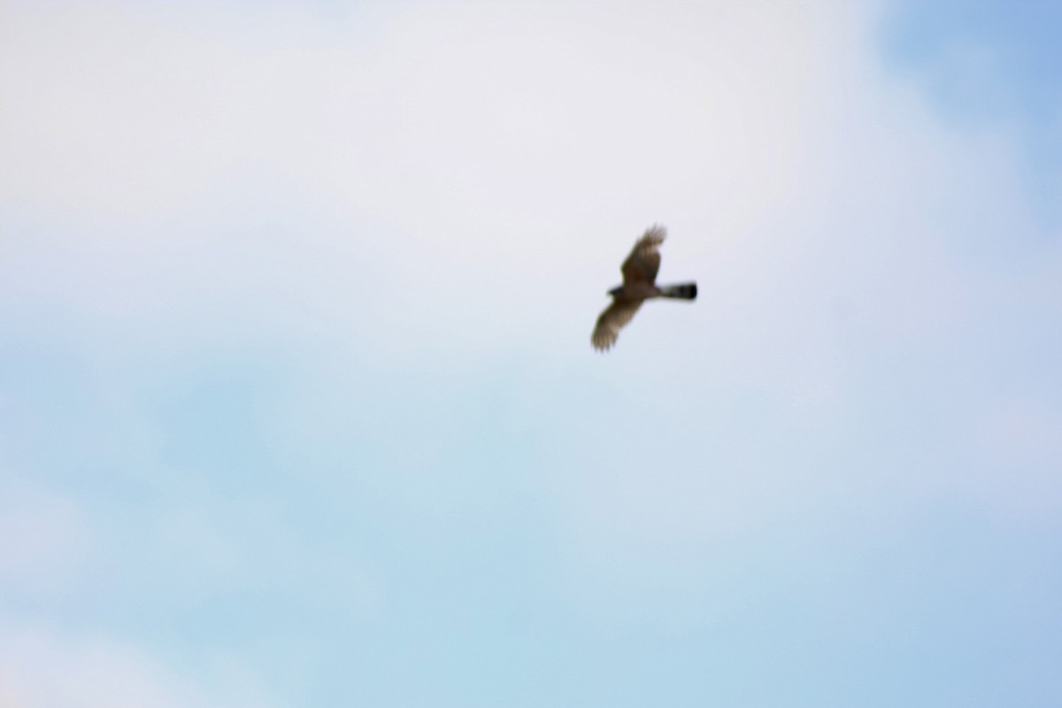 Cooper's Hawk - ML636009164