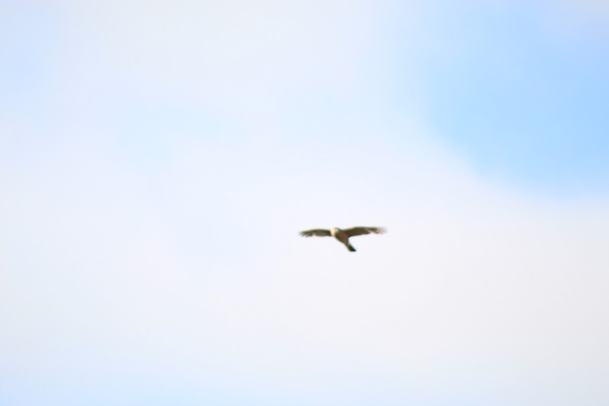 Cooper's Hawk - ML636009165