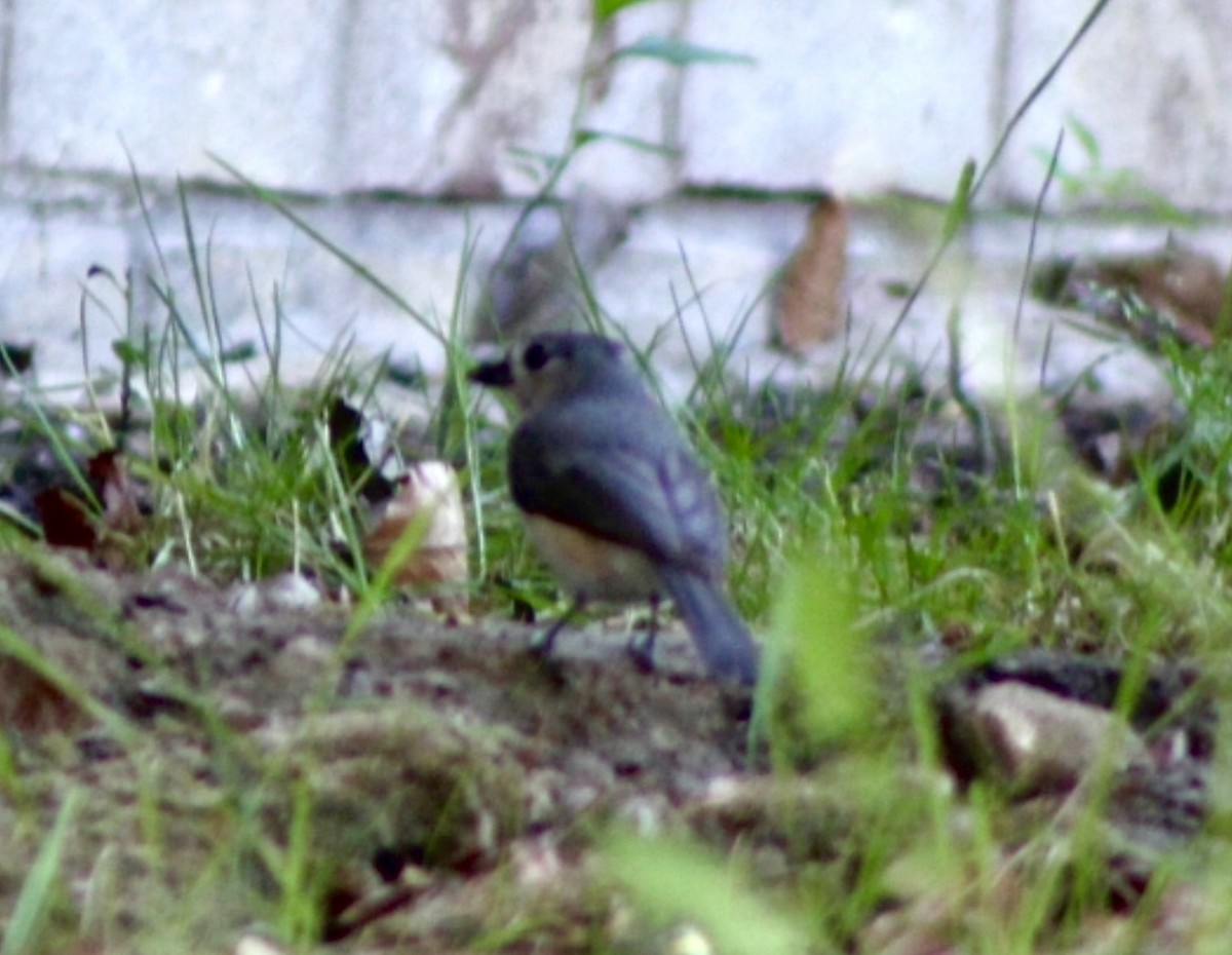 Tufted Titmouse - ML636009174