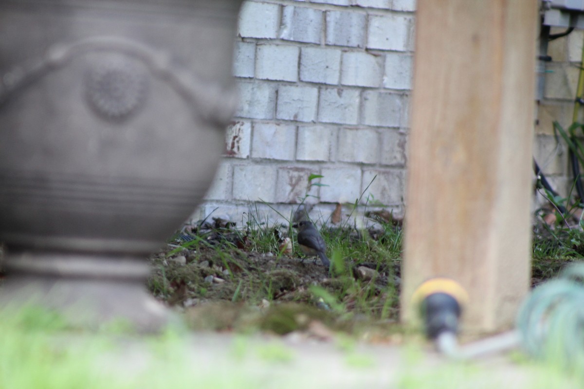 Tufted Titmouse - ML636009175