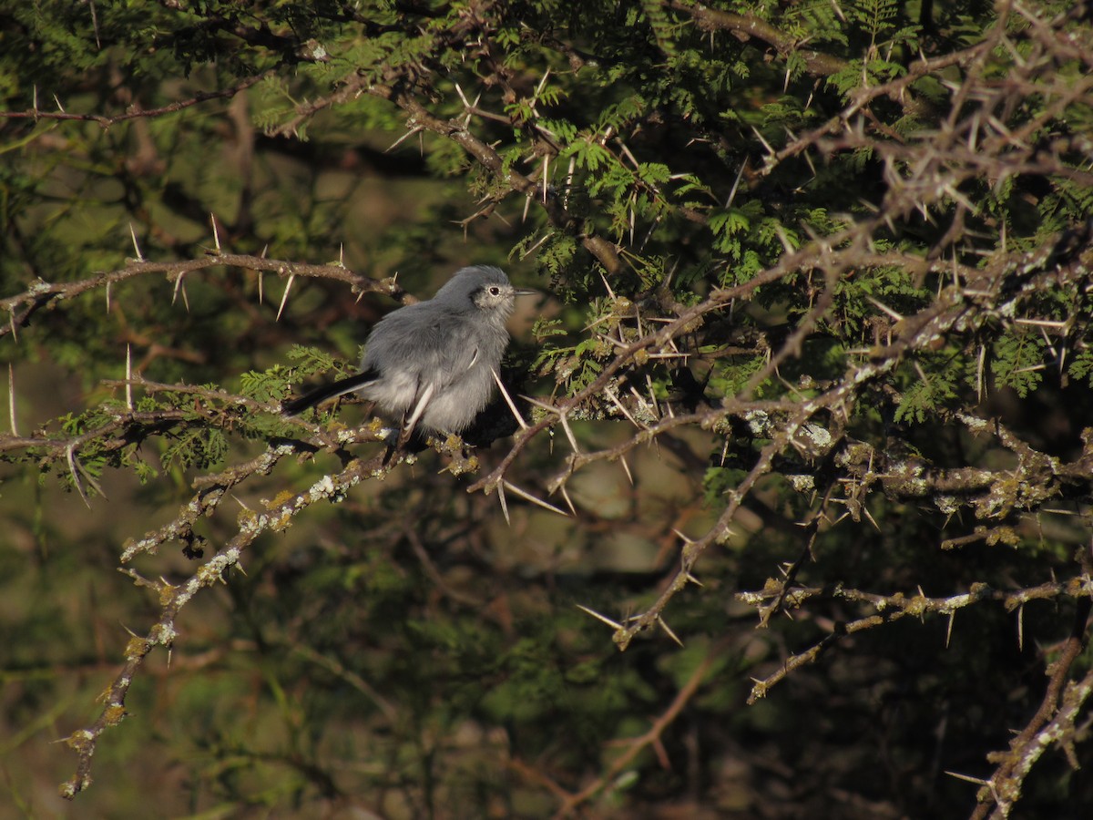 Masked Gnatcatcher - ML636009184