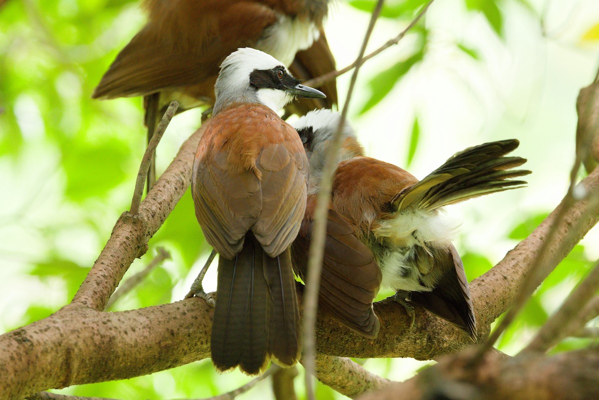 White-crested Laughingthrush - ML636009204