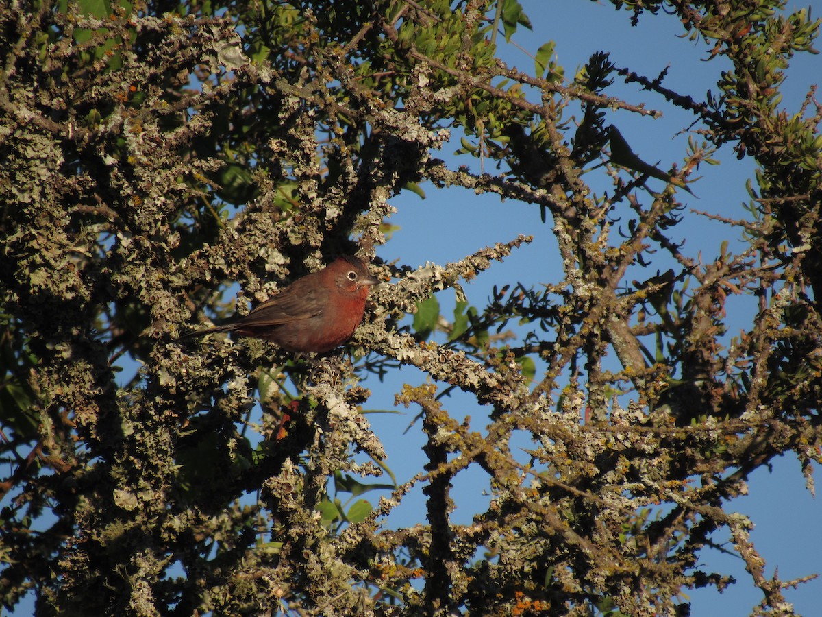 Red-crested Finch - ML636009205