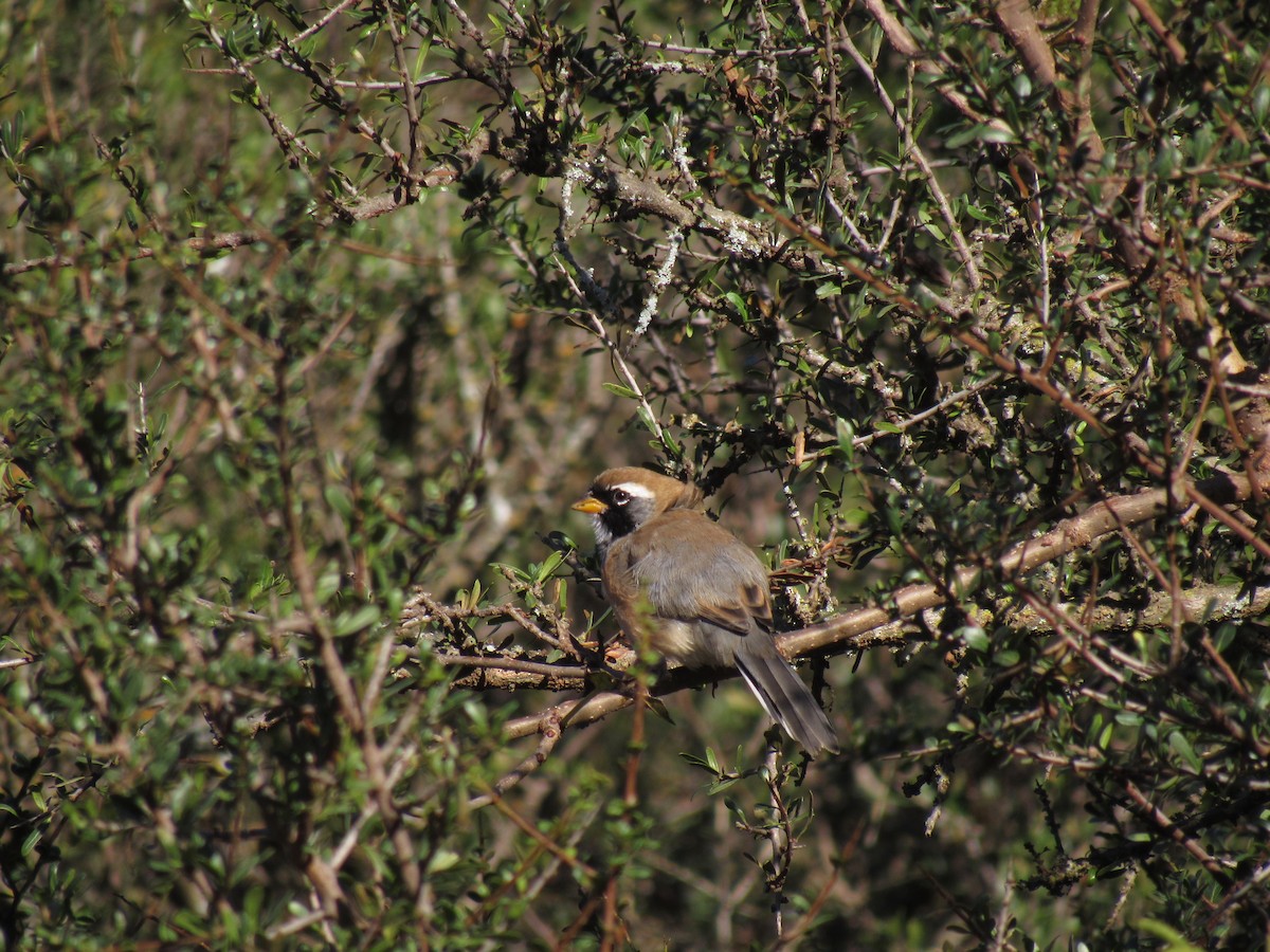 Many-colored Chaco Finch - ML636009208