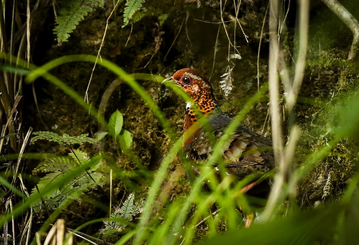 Chestnut-breasted Partridge - ML636009216