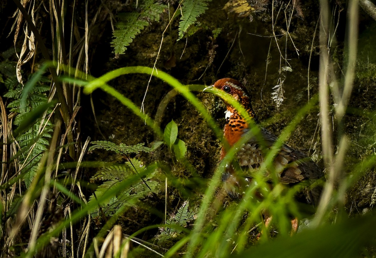 Chestnut-breasted Partridge - ML636009218