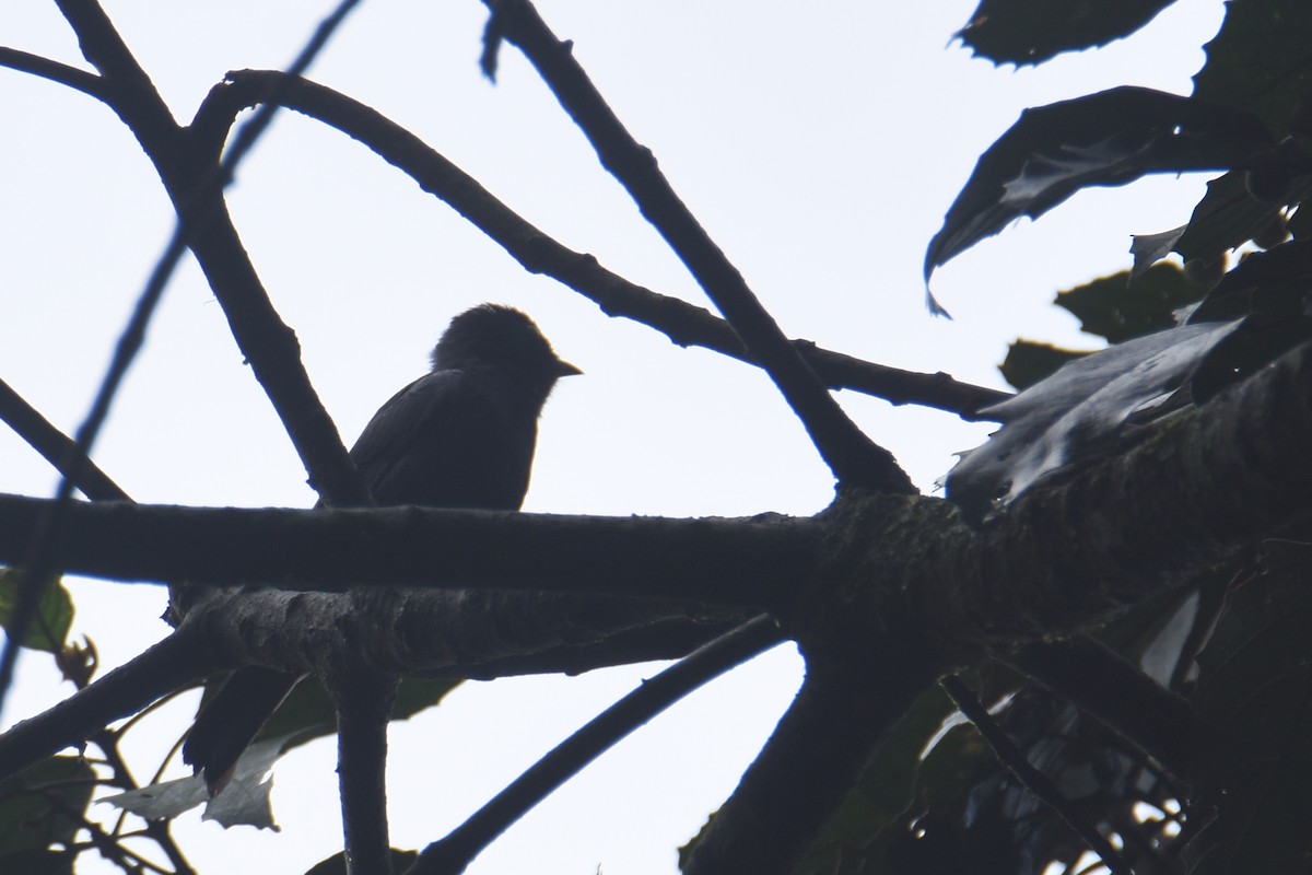 Petit's Cuckooshrike - ML636009248