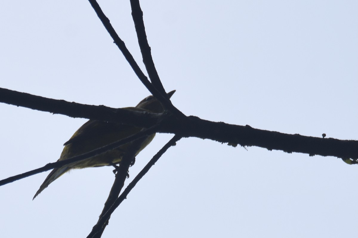 Petit's Cuckooshrike - ML636009249