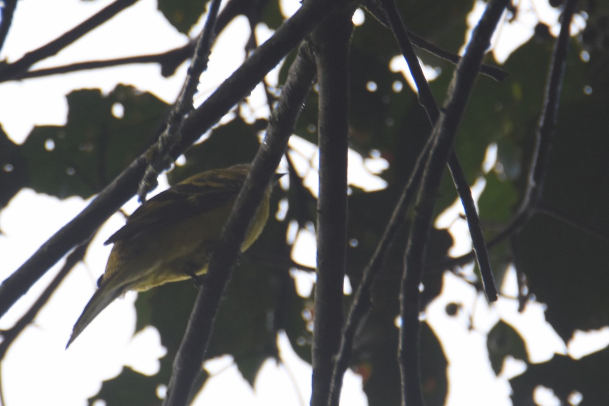 Petit's Cuckooshrike - ML636009251