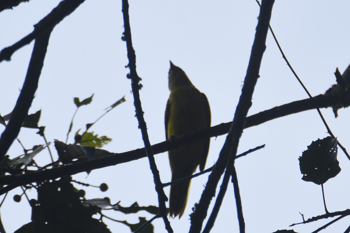 Petit's Cuckooshrike - ML636009252