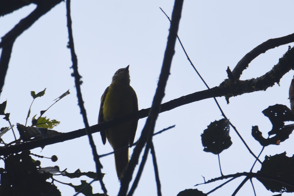 Petit's Cuckooshrike - ML636009253