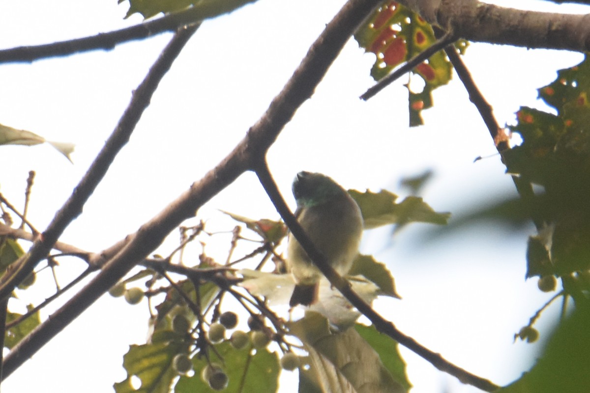 Gray-chinned Sunbird - ML636009260