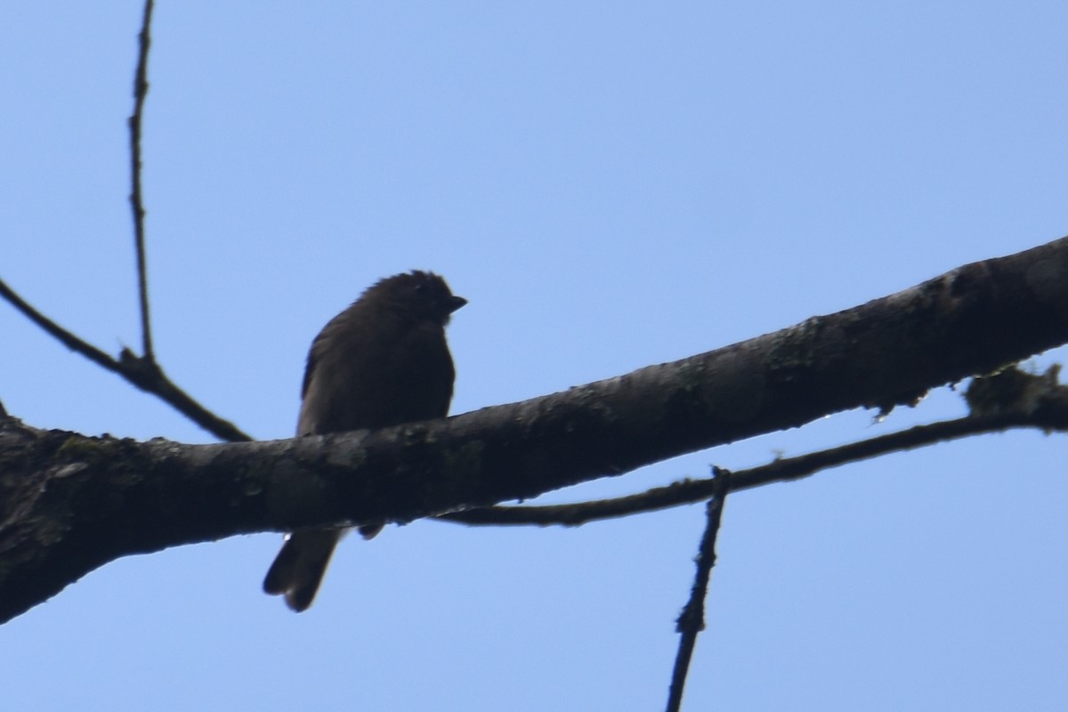 Willcocks's Honeyguide - ML636009278