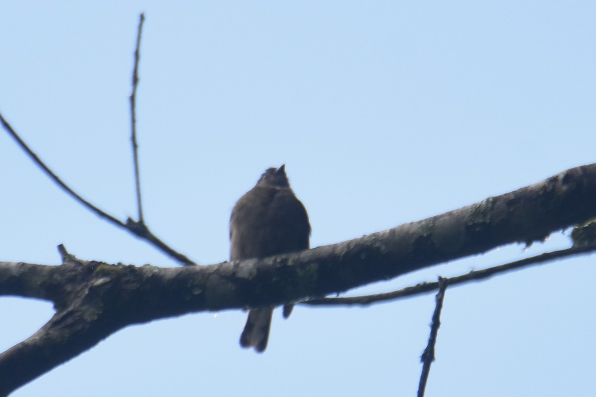Willcocks's Honeyguide - ML636009279