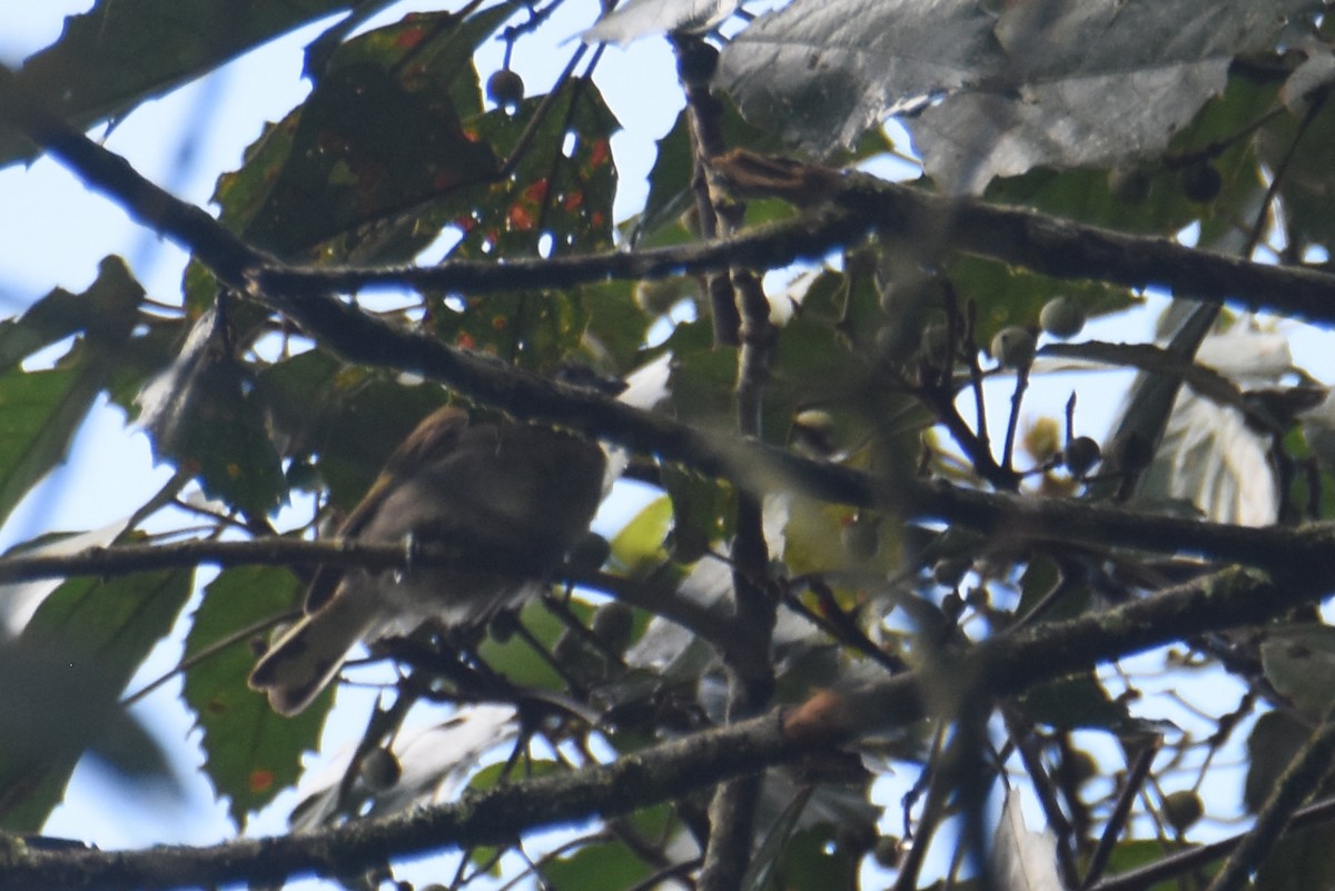 Willcocks's Honeyguide - ML636009280