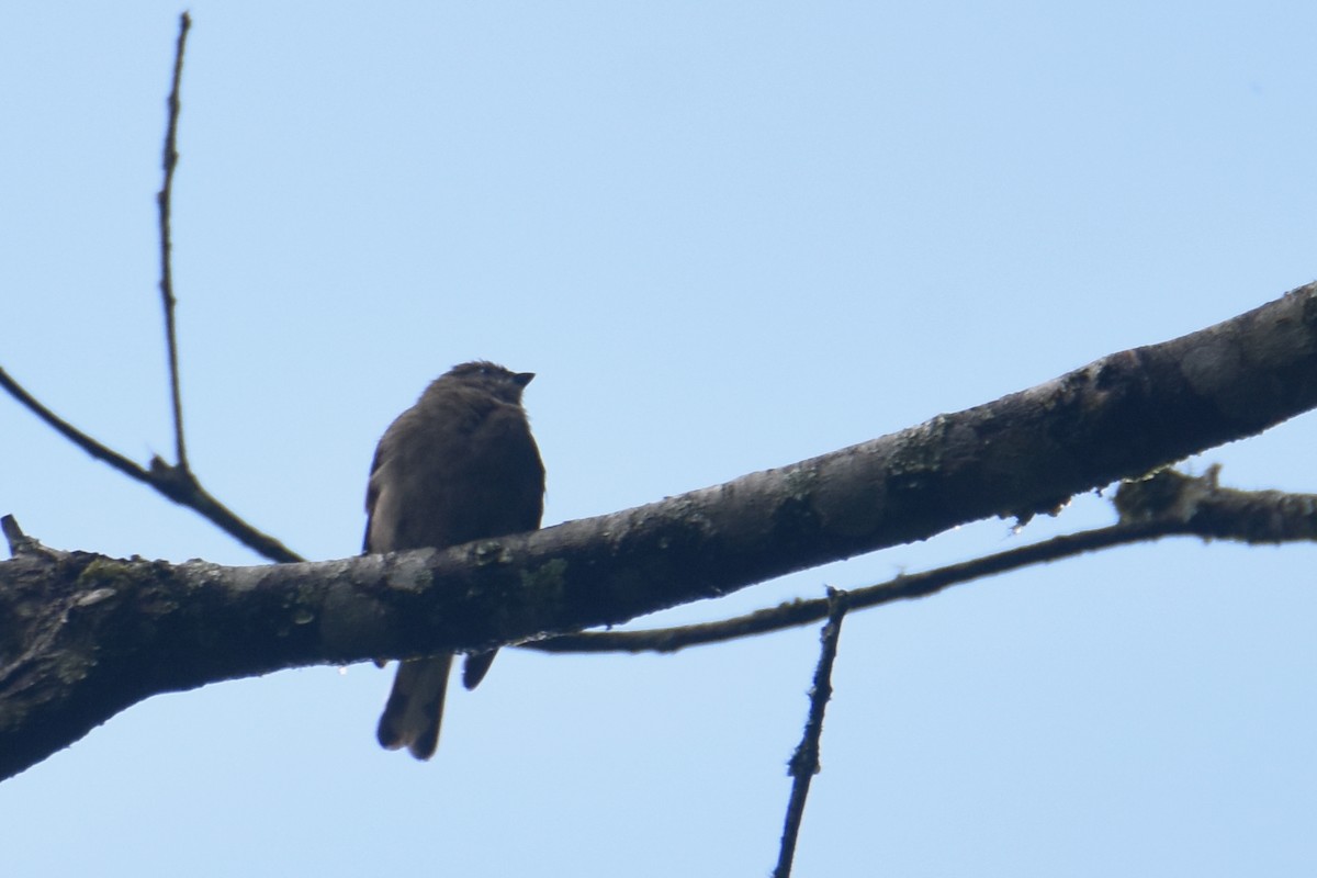 Willcocks's Honeyguide - ML636009281