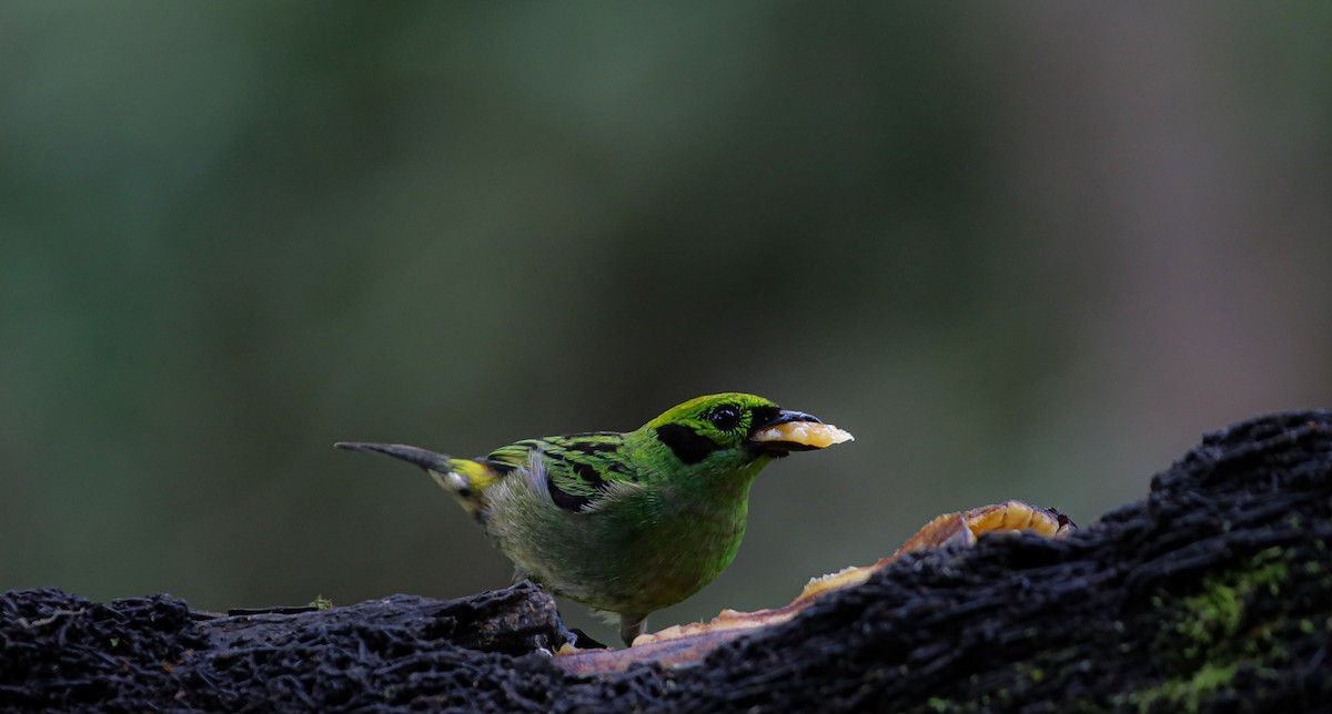 Emerald Tanager - ML636009284