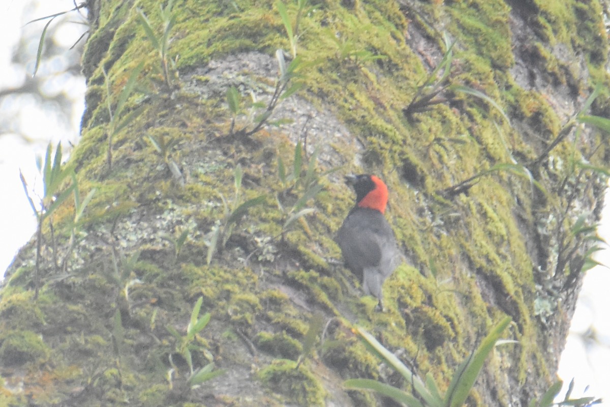 Red-headed Malimbe - ML636009285