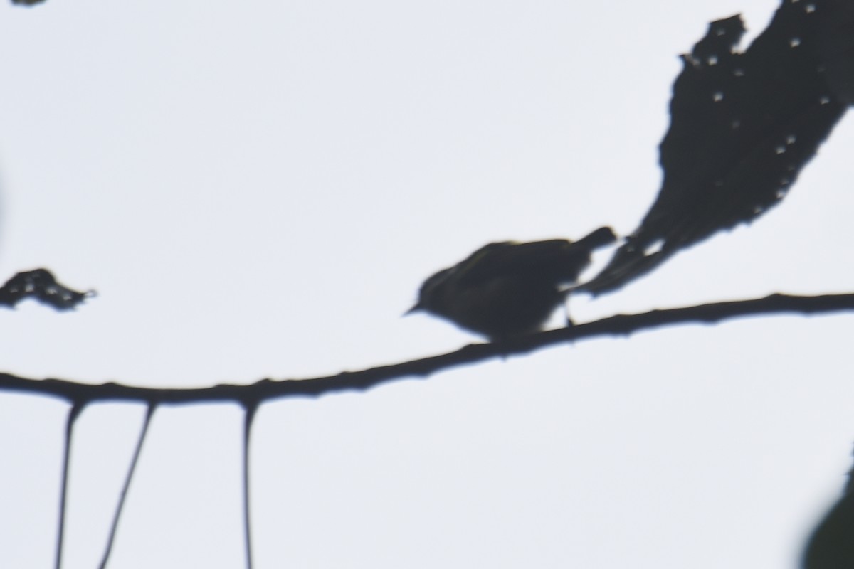 Western Tinkerbird - ML636009311