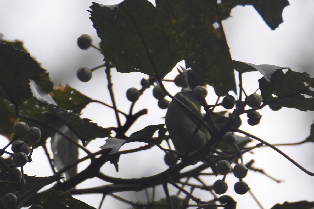 Western Tinkerbird - ML636009312