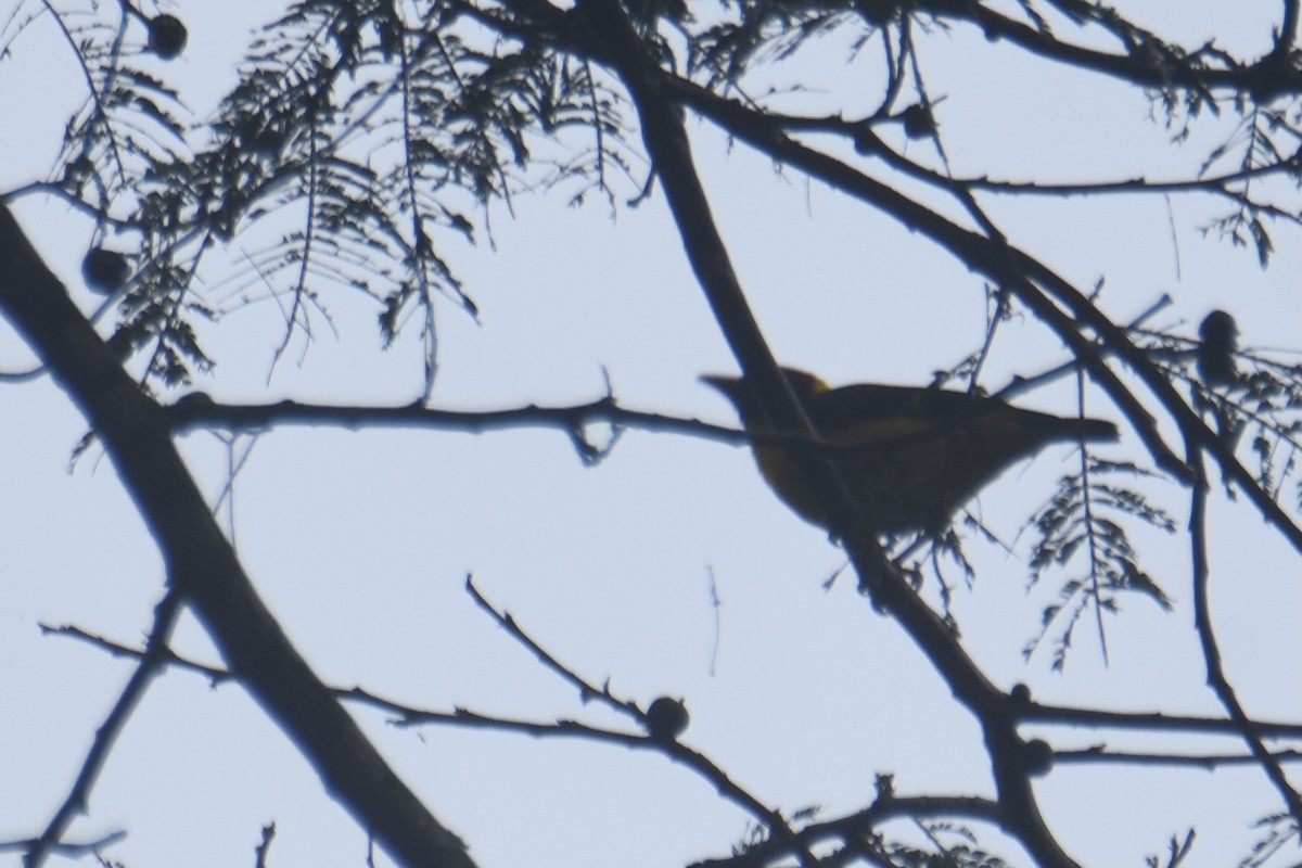 Brown-capped Weaver - ML636009329