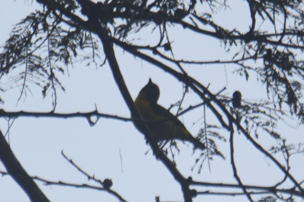 Brown-capped Weaver - ML636009330