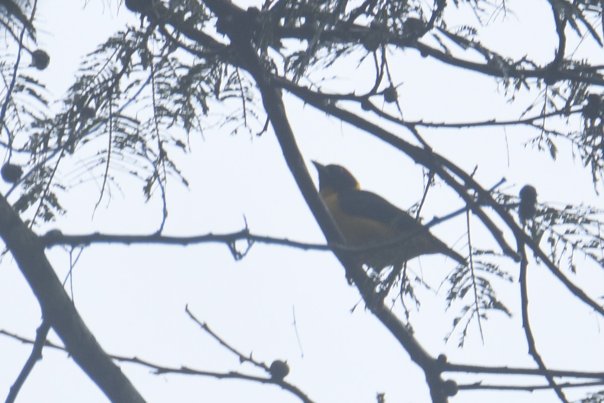 Brown-capped Weaver - ML636009331