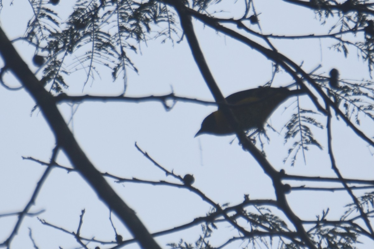 Brown-capped Weaver - ML636009332