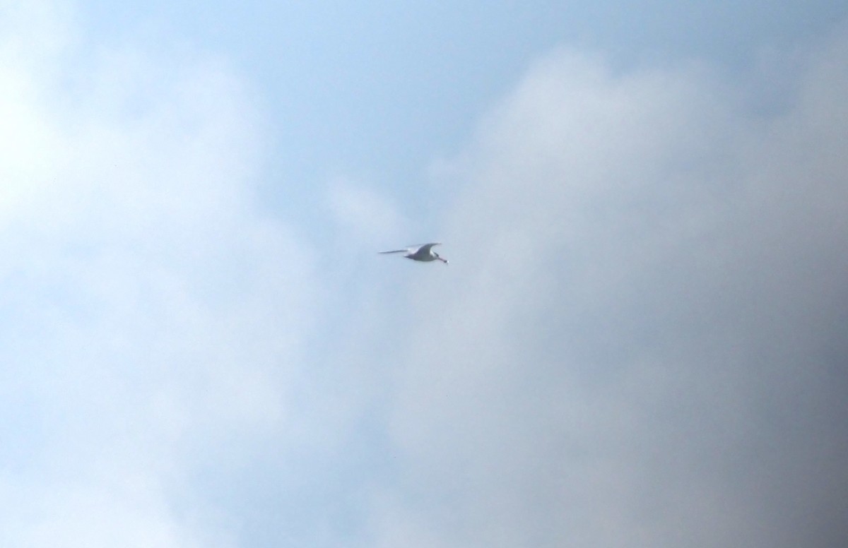 Lesser Crested Tern - ML636009339