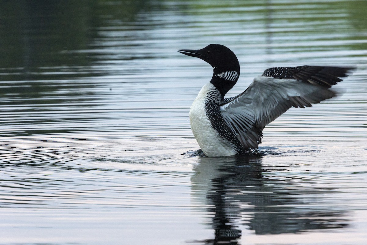 potáplice lední - ML636009419