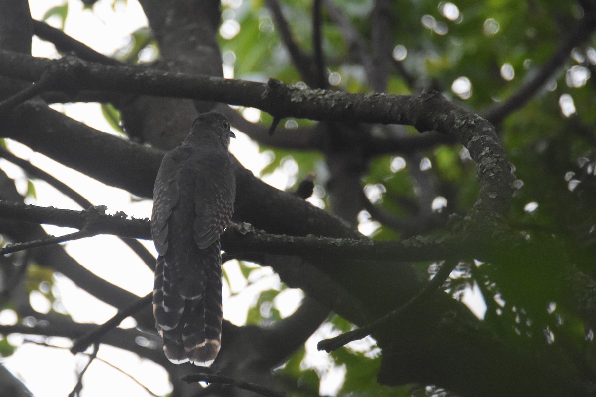 Barred Long-tailed Cuckoo - ML636009428