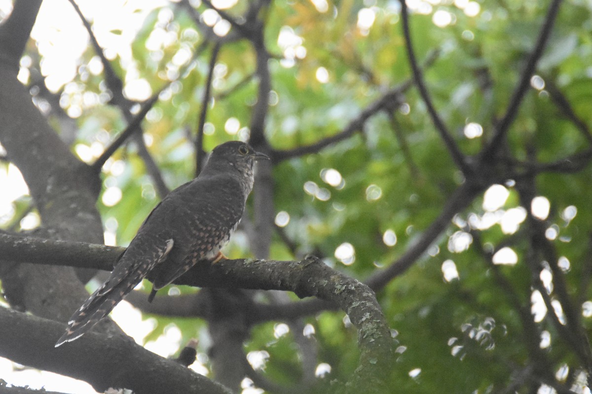 Barred Long-tailed Cuckoo - ML636009429